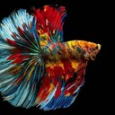 廣州清洗魚缸，維修魚缸，水泵維修，魚缸漏水維修，一小時可上門