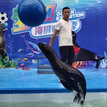 海獅表演萌寵動(dòng)物表演動(dòng)物出租萌寵動(dòng)物租賃羊駝出租出售