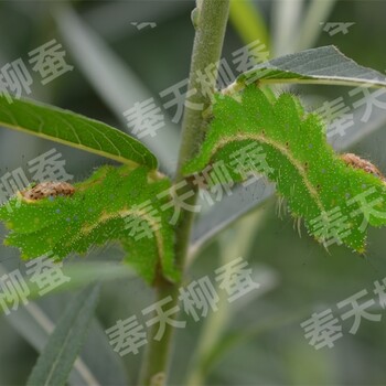 创意农业供应大叶蒿柳苗蒿柳养蚕新品种蒿柳绿化苗蒿柳养柞蚕