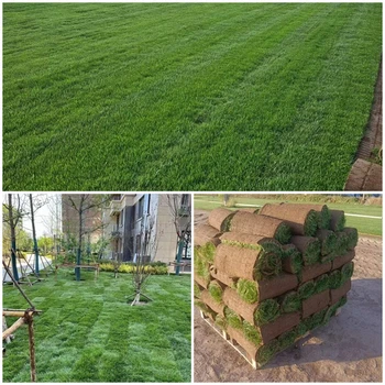 山西太原冷季型草坪草皮的種類、種植、鋪設(shè)、管理技術(shù)