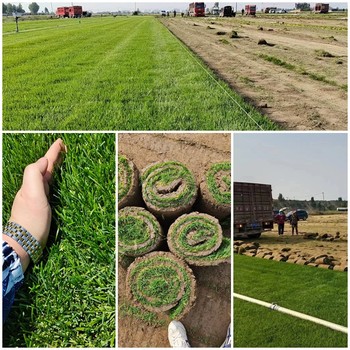 内蒙古草坪基地供应公园广场、校园住宅小区等场所的草皮草坪绿化