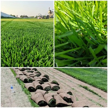 供应石家庄早熟禾厂区小区草坪建设方案-草皮铺设草籽种植