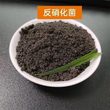 反硝化菌種微生物菌劑污水處理菌降低氨氮COD提供技術支持