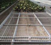 可移动固定苗床蔬菜花卉种植大棚温室苗床热镀锌苗床花圃苗床