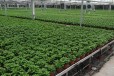 航迪蔬菜花卉玻璃温室大棚移动式双层多层种植架镀锌网定制