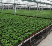 连栋温室现代化农业种植轨道式多层花卉培育架
