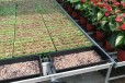 航迪蝴蝶兰花卉盆栽温室种植大棚蔬菜智能育苗活动式苗床网