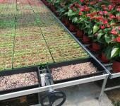 温室大棚蔬菜花卉穴盘种植种苗育苗床栽培架航迪