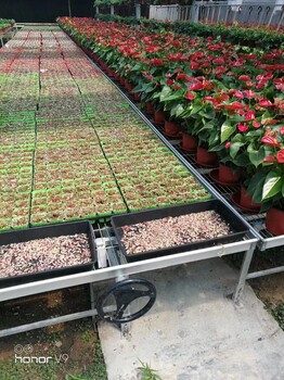溫室育苗設(shè)備花卉蔬菜種植網(wǎng)床堅(jiān)固規(guī)格