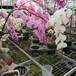 航迪盆栽花卉種植大棚溫室蔬菜育苗設(shè)備移動鍍鋅苗床網(wǎng)
