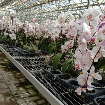航迪溫室大棚蔬菜花卉種植育苗移動苗床操作簡單運用方便