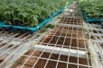 温室大棚生产型移动苗床盆栽花卉蝴蝶兰种植架热镀锌苗床网