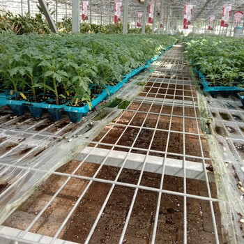 溫室花架育苗床網熱鍍鋅移動苗床大棚鍍鋅網片支架