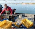 大量批发供应银鱼卵黑龙江银鱼人工繁殖基地银鱼卵原产地批发