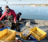 黑龙江银鱼卵大量批发银鱼受精卵1亿粒价格水库投放银鱼卵价格