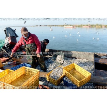 大量批发供应银鱼卵黑龙江银鱼人工繁殖基地银鱼卵原产地批发
