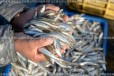 新疆大银鱼养殖基地新疆博斯腾湖银鱼卵人工养殖大银鱼鱼苗