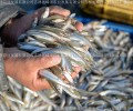 新疆大银鱼养殖基地新疆博斯腾湖银鱼卵人工养殖大银鱼鱼苗