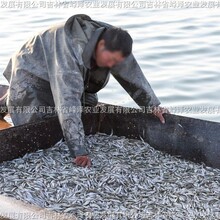 银鱼卵预定价格内蒙古水库银鱼卵价格水库投放银鱼卵价格