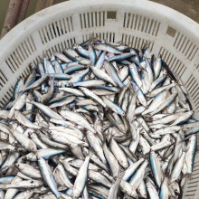 黑龙江周边水库捕鱼队承包水库捕鱼捕捞小鱼小虾