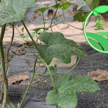 白粉虱助劑B01A前打后落甜瓜苗期可用安全山東笙禾新材料
