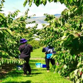 出国劳务新西兰农场招种植工养殖工包装工采摘工司机