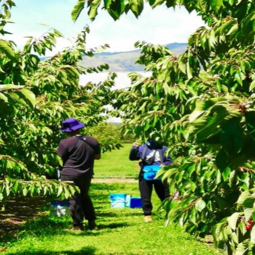 出国劳务新西兰农场招种植工养殖工采摘工货运司机