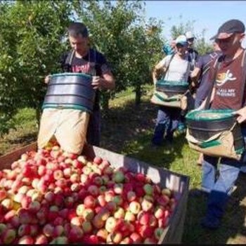 辽宁辽阳出国劳务招货运司机包装工采摘工种植工