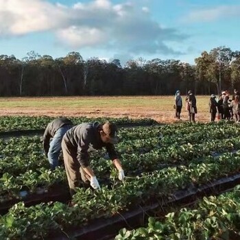 辽宁辽阳出国劳务招货运司机包装工采摘工种植工