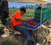 新西兰招种植养殖工包装工采摘工年薪38万起