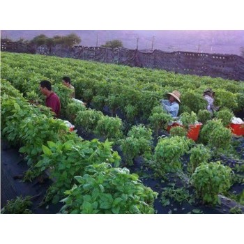 出国劳务新西兰农场招种植工养殖工包装工采摘工