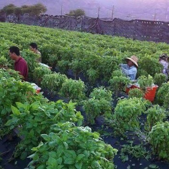 出国劳务澳大利亚农场招搬运工采摘工种植工货运司机