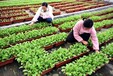 新西蘭招包裝工采摘工種植工養(yǎng)殖工年薪36萬(wàn)起