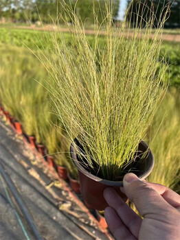 針茅的種植方法及圖片北京基地分享？