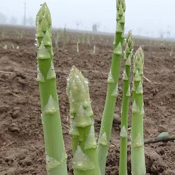 芦笋根苗航天系列四级食用蔬菜苗多年生厂家批发根苗