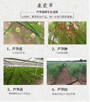 鞏義蘆筍基地雜交一代蘆筍種苗康愛草6號供應
