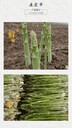 嘉興蘆筍種子廠家批發(fā)康愛草1號蘆筍種子種苗