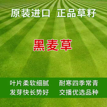 多年生黑麥草-叢綠