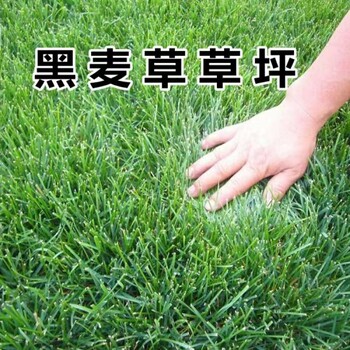 多年生黑麥草-叢綠