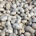 滄州青縣水處理鵝卵石米黃色鵝卵石廠家品牌