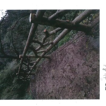 日照?qǐng)@林假山景觀假山,日照假山假樹制作,假山制作設(shè)計(jì)