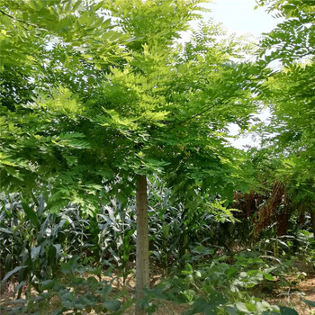 海南11公分黃金槐價(jià)格20公分黃金槐價(jià)格