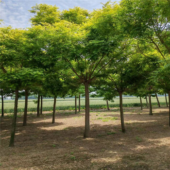 四川5公分黃金槐價(jià)格6公分黃金槐價(jià)格