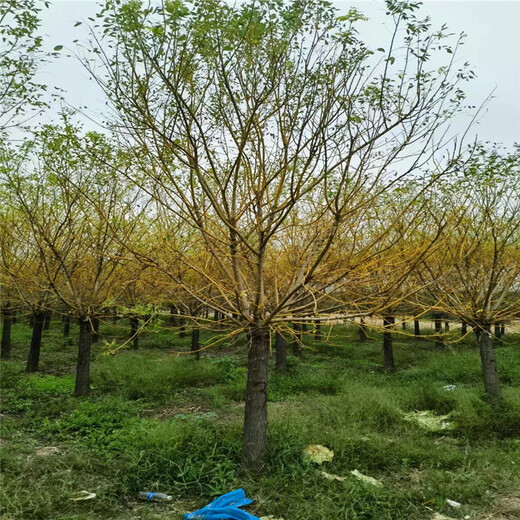 河北21公分黃金槐價(jià)格28公分黃金槐價(jià)格