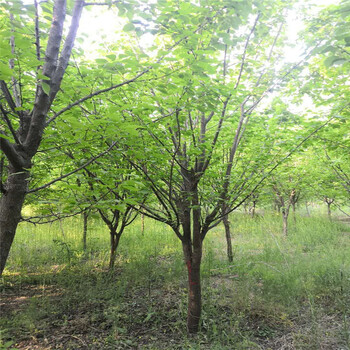 貴州13公分八棱海棠價(jià)格6公分八棱海棠價(jià)格