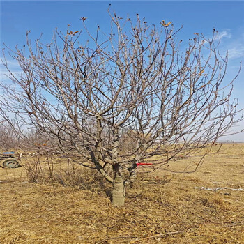 遼寧13公分八棱海棠價(jià)格22公分八棱海棠價(jià)格