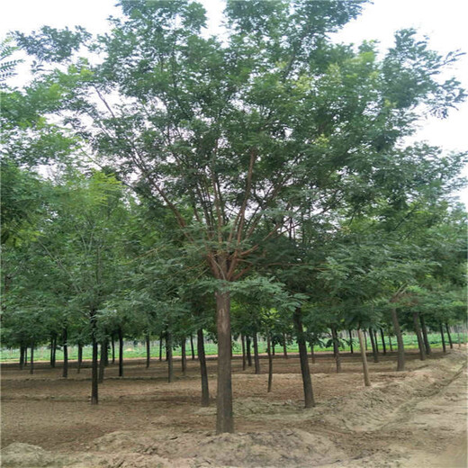 寧夏23公分國槐價(jià)格6公分國槐價(jià)格