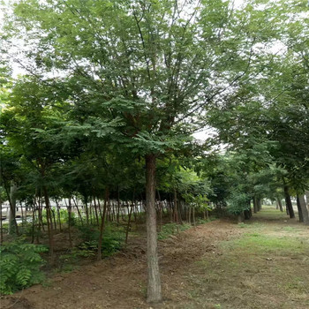 貴州9公分國槐價格24公分國槐價格