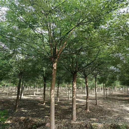 天津15公分國槐價格40公分國槐價格