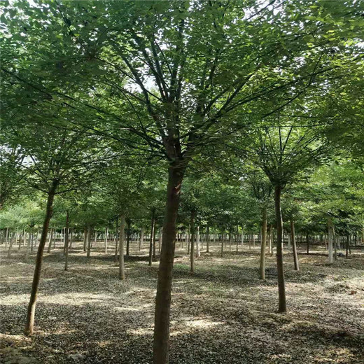 陜西15公分國槐價格16公分國槐價格